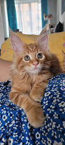 Maine coon (8 foto / 8)