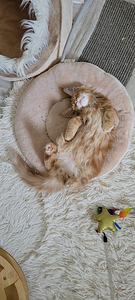 Котёнок Мэйн кун (4 фото из 9)