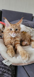 Котёнок Мэйн кун (5 фото из 9)