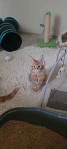 Котёнок Мэйн кун (6 фото из 9)