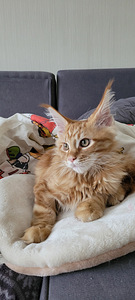 Котёнок Мэйн кун (7 фото из 9)