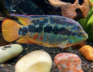 Tasuta Salvini cichlid (1 foto / 2)