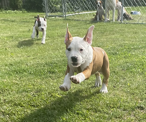 American Staffordshire Terrieri kutsikad (2 foto / 5)