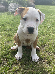 American Staffordshire Terrieri kutsikad (3 foto / 5)
