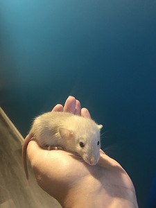 Dumbo rotid. Siiami värv. (5 foto / 8)