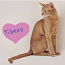 Haruldast värvi Abessiinia kass, ainult armastavates kätes (foto #5)