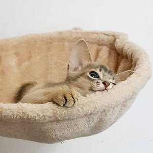 Абиссинский мальчик (3 фото из 9)