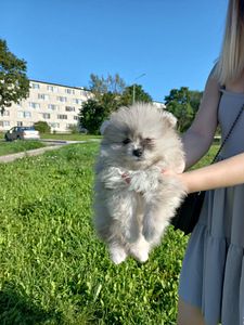 Armsad mängulised spitsikutsikad (2 foto / 4)