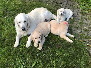 Kuldne retriiver otsib uut kodu (5 foto / 6)