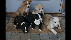 Ameerika Staffordshire terjer ehk Amstaff (2 foto / 7)