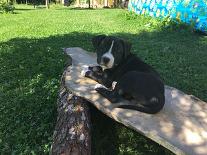 Ameerika Staffordshire terjer ehk Amstaff (7 foto / 7)