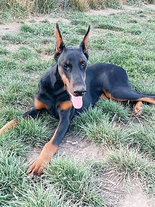 Young dobermann female (3 foto no 3)