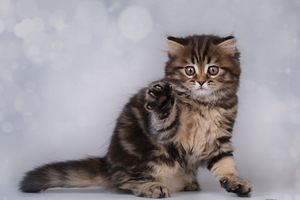 Котята шотландской вислоухой (7 фото из 8)