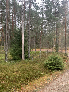 Metsa tn 2, Vasalemma, Lääne-Harju vald, Harjumaa (3 foto / 11)