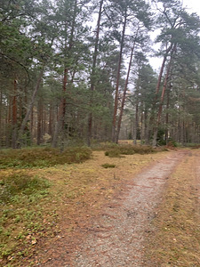Metsa tn 2, Vasalemma, Lääne-Harju vald, Harjumaa (8 foto / 11)