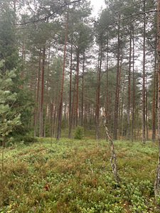 Metsa tn 2, Vasalemma, Lääne-Harju vald, Harjumaa (10 foto / 11)