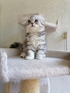 Pennut Scottish Fold (2 valokuva sivusta 8)
