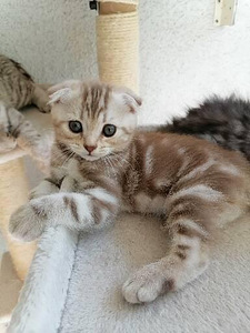 Pennut Scottish Fold (5 valokuva sivusta 8)