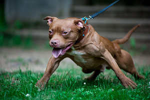 Ameerika pitbullterjeri kutsikad (8 foto / 9)