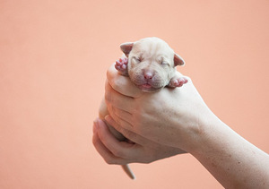 Ameerika pitbullterjeri kutsikad (2 foto / 10)