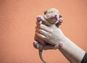 Ameerika pitbullterjeri kutsikad (4 foto / 10)