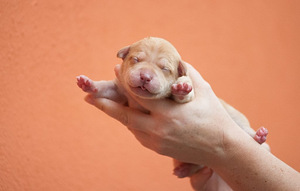 Ameerika pitbullterjeri kutsikad (6 foto / 10)