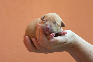 Ameerika pitbullterjeri kutsikad (8 foto / 10)