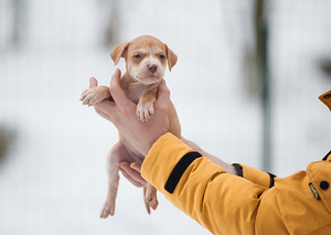 Ameerika pitbullterjeri kutsikad (5 foto / 5)