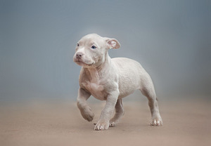 American bully kutsikad. Standarttüüp (6 foto / 10)