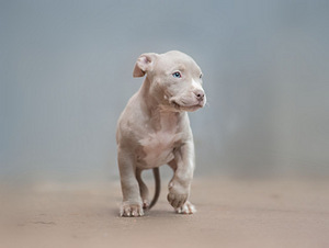 American bully kutsikad. Standarttüüp (7 foto / 10)