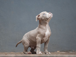 American bully kutsikad. Standarttüüp (9 foto / 10)