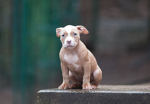 American bully kutsikad. Standarttüüp (10 foto / 10)